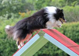 What is Dog Agility?